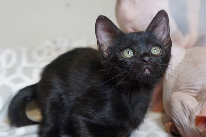 Я себя в обиду не дам, быстро глаза выцарапаю