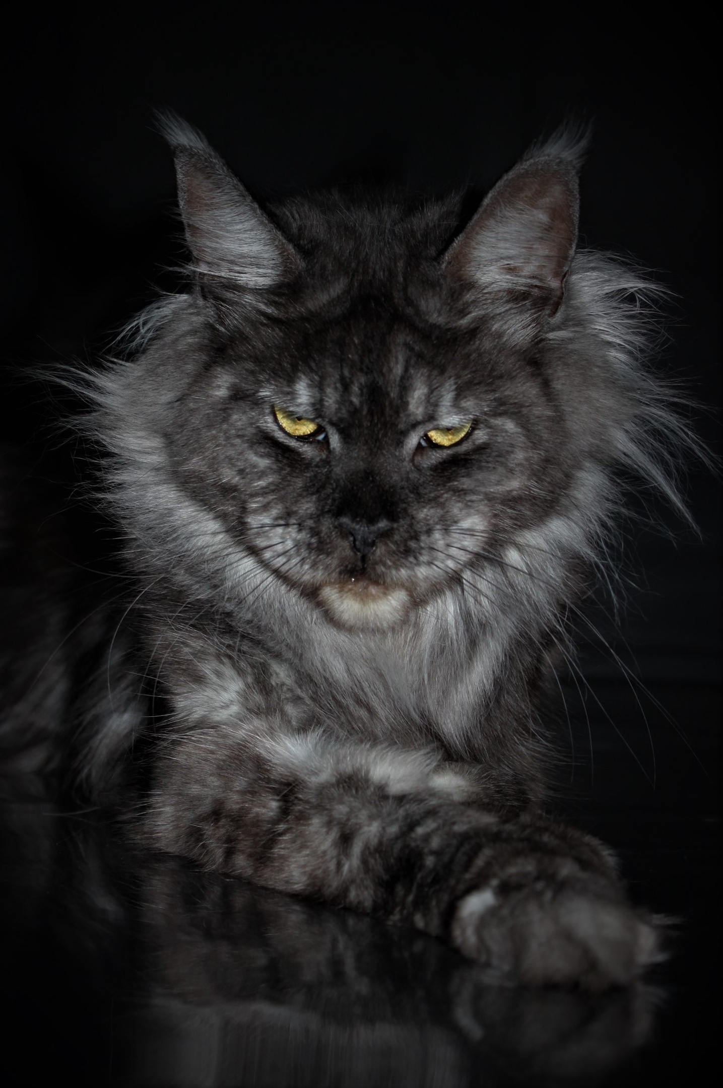 Кто топчется по ночам и спать не даёт