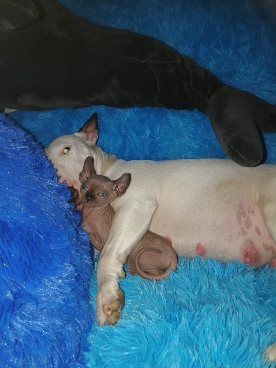 Лучше не подходите, а то мой друг рассердится