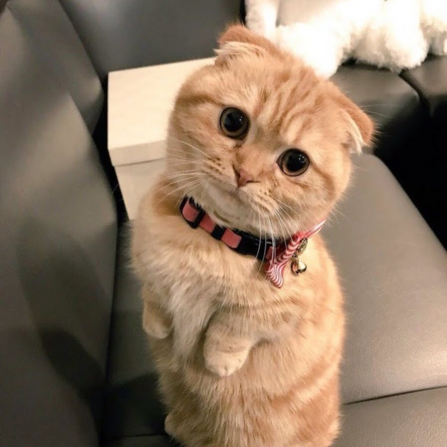 Все на работу ушли, а кто меня будет нянчить