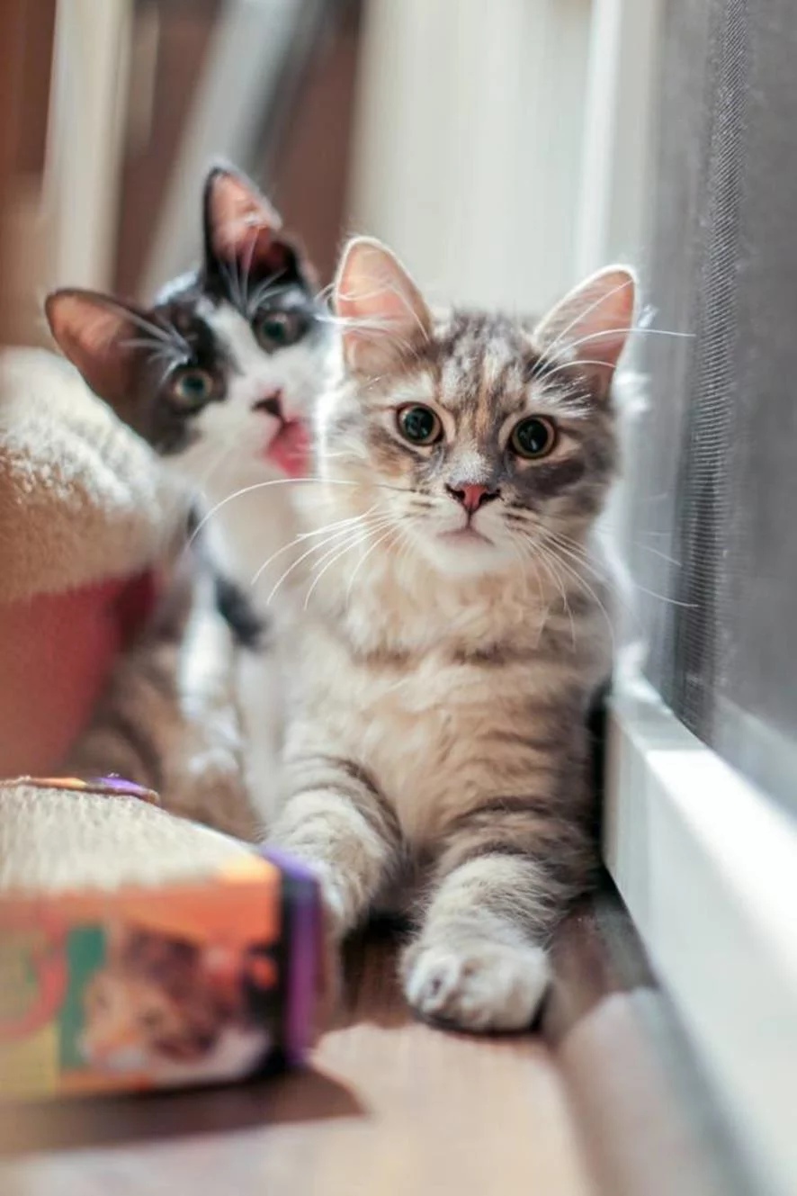 Что за хозяева, везде нас найдут