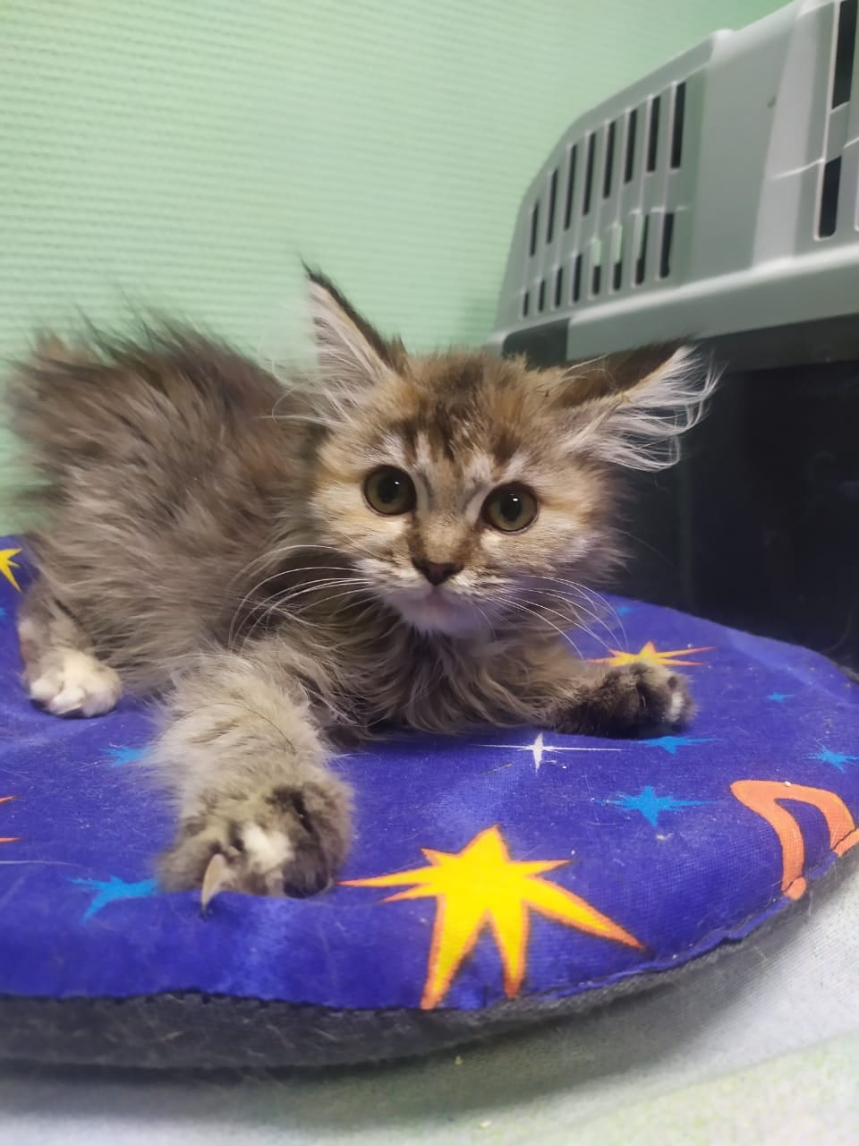 Не подходить, я страшен в гневе