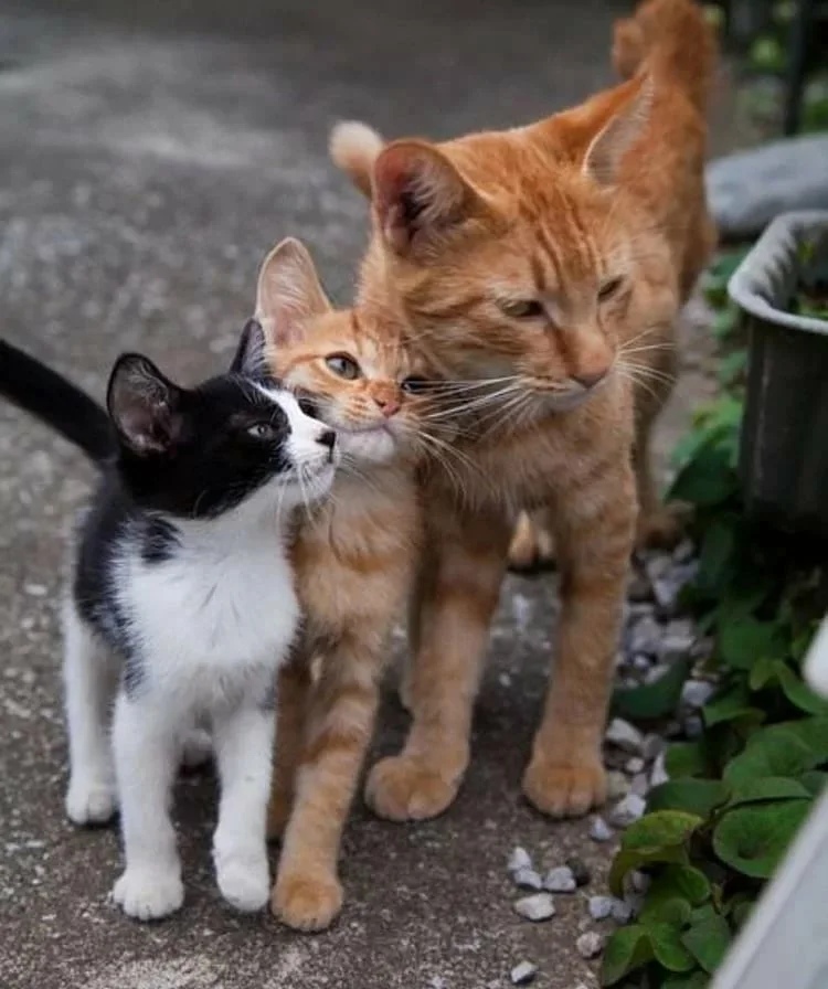 Пап, пойдём мышей ловить