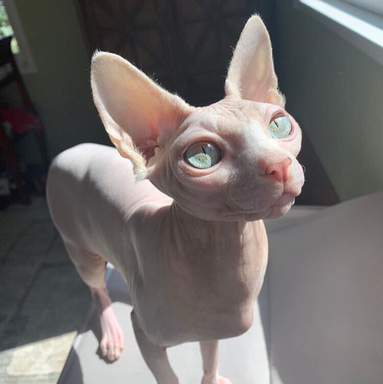 Солнце светит мне в окошко, значит будет день чудесным