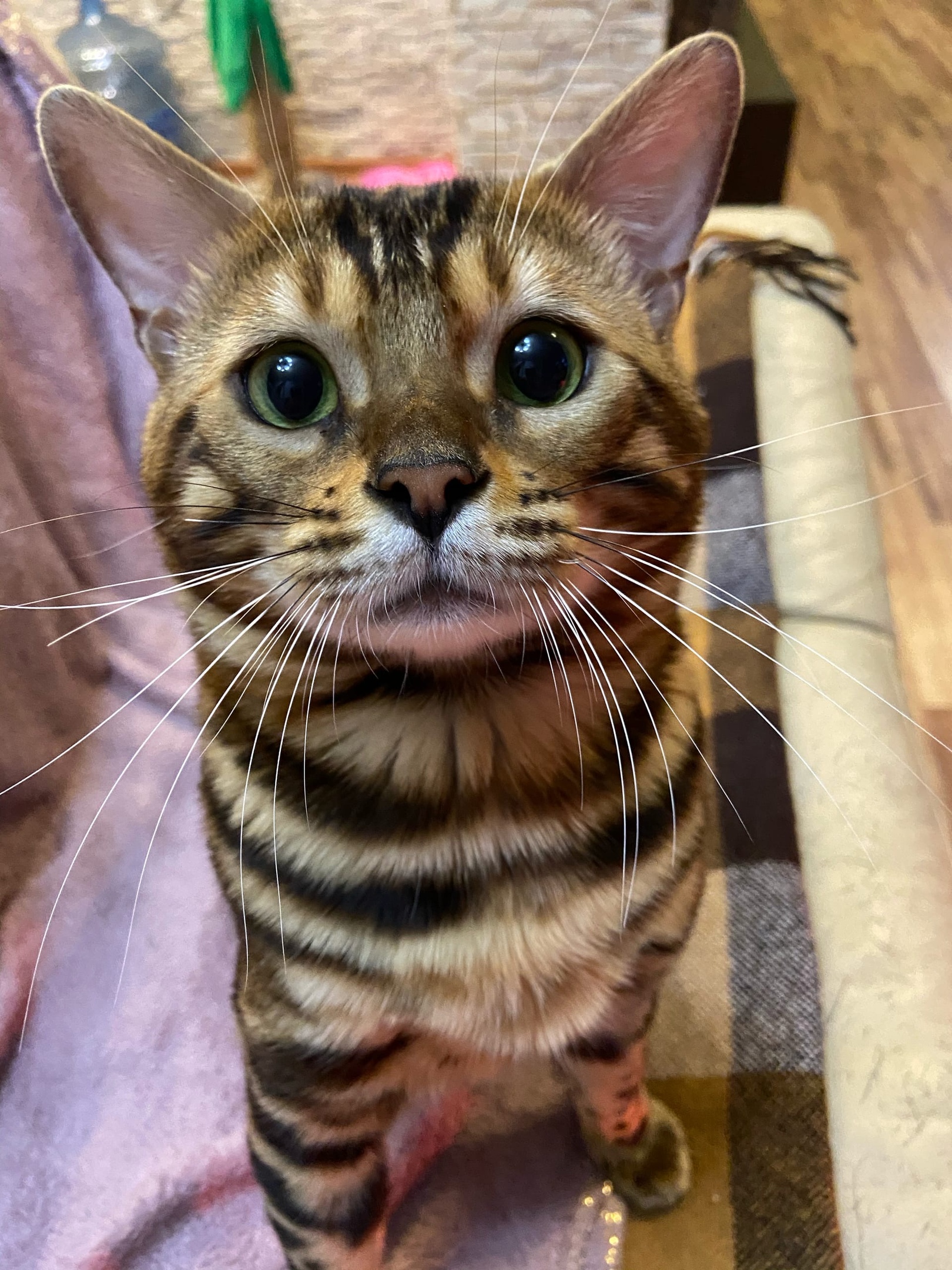 Кто возьмёт меня на ручки, тому буду лучшим другом