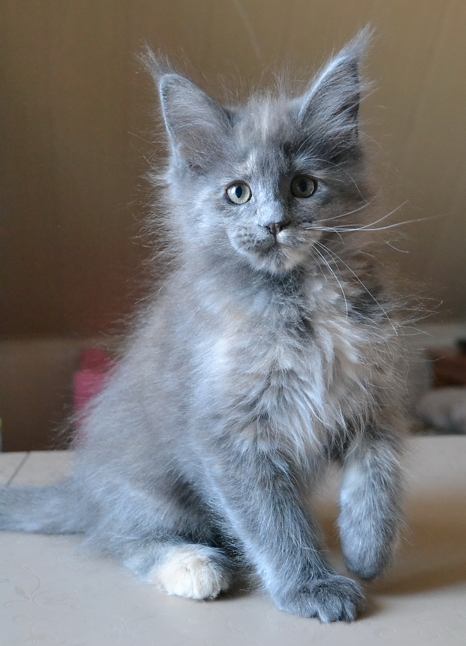 Хозяйка, меня нужно привести в порядок - ноготочки, укладочка