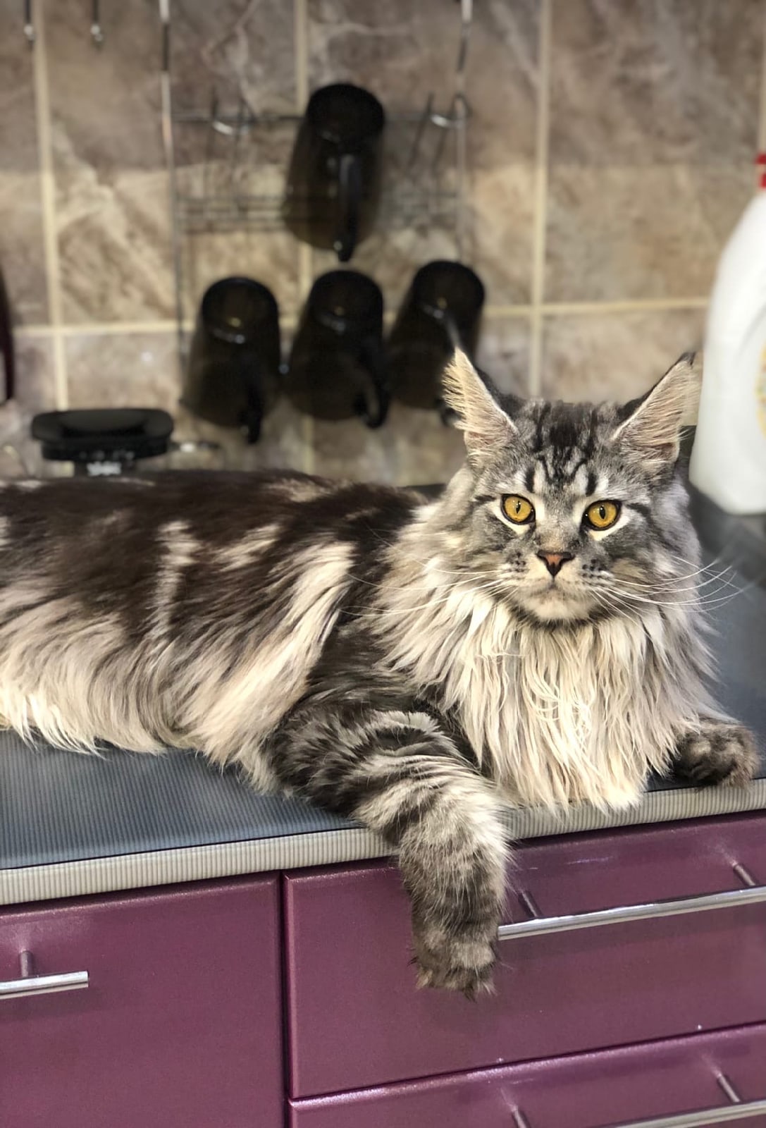 Если, меня сейчас никто не покормит, устрою концерт