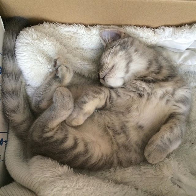 Мои хозяева, во всём стараются мне угодить