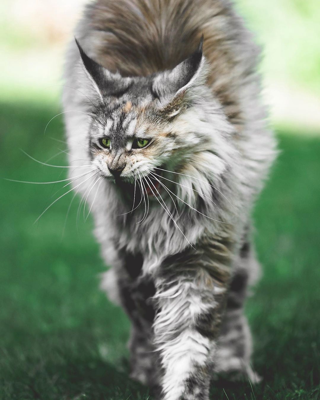 Есть смельчак, который ко мне подойдёт