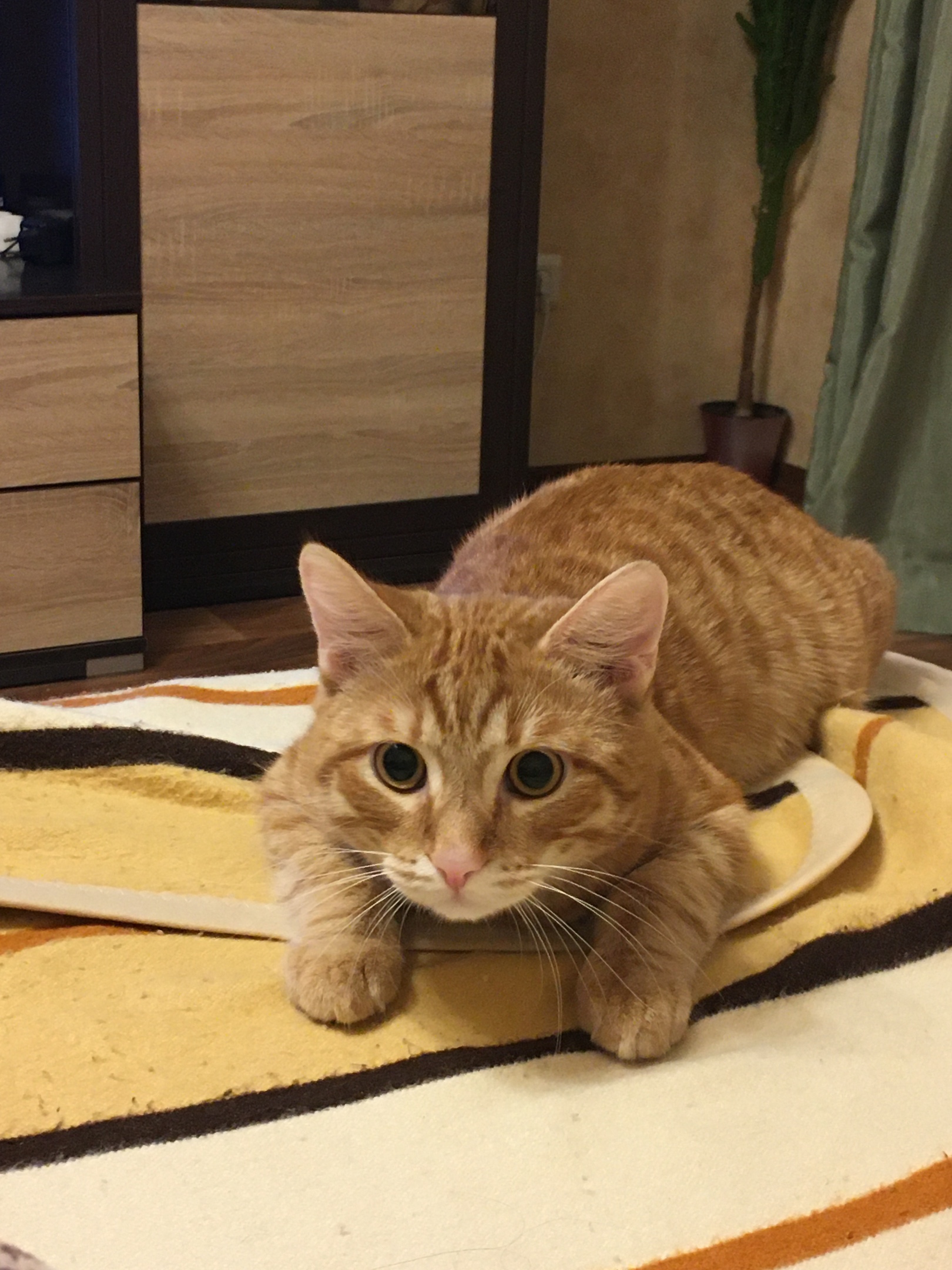 Кто плохо почистил ковёр, я вижу шерсть