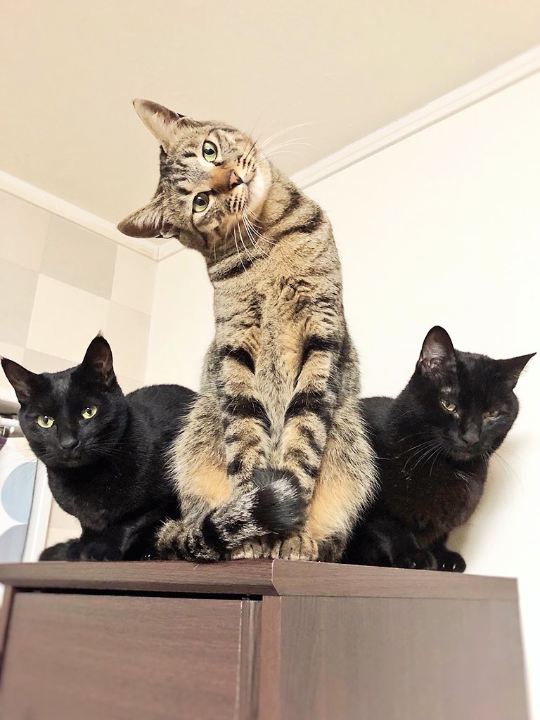 А у меня, есть два телохранителя