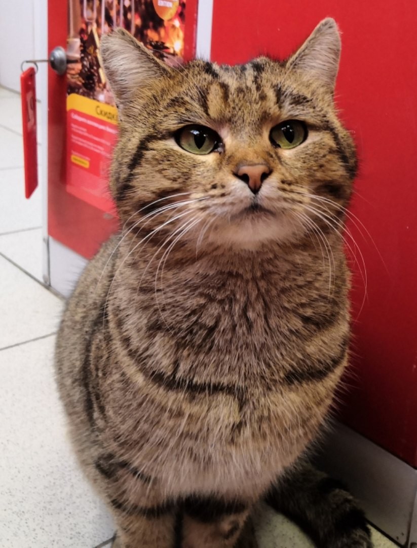 Я не попрошайничаю, я за еду - стерегу вещи