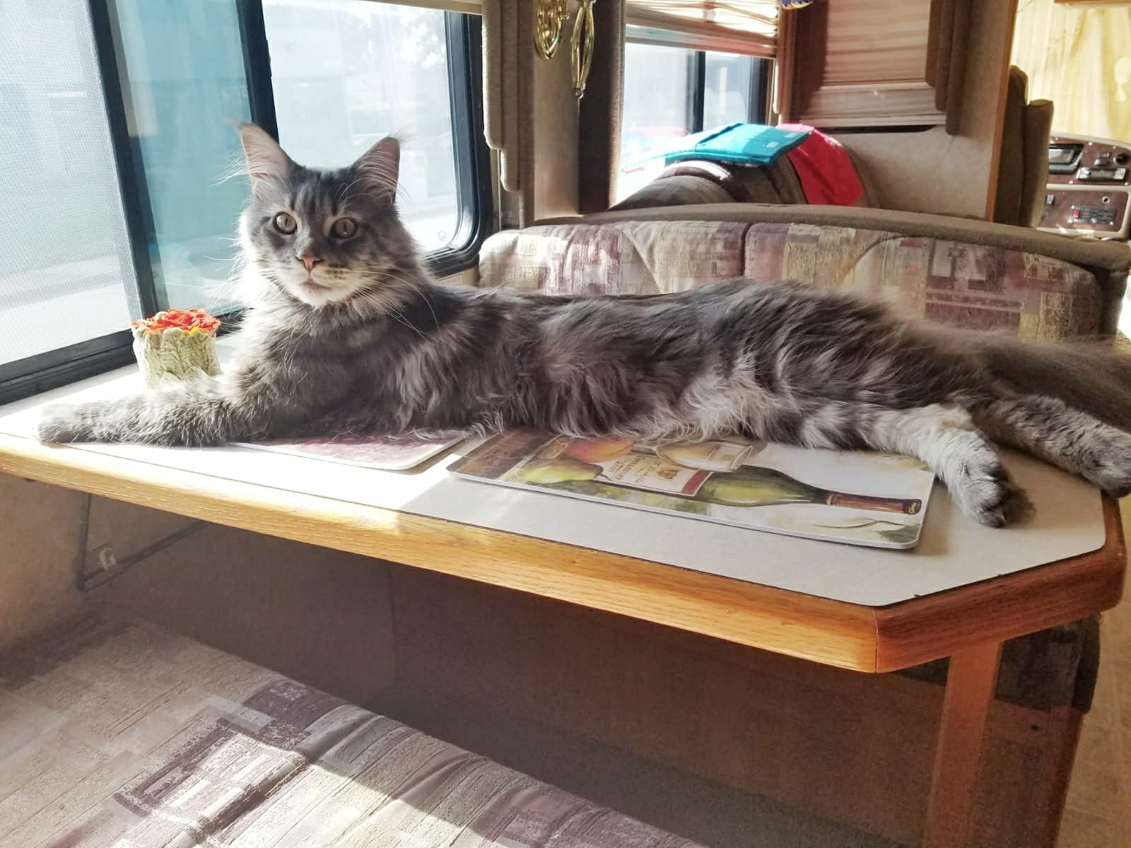 Зацените, я путешествую, лёжа на столе