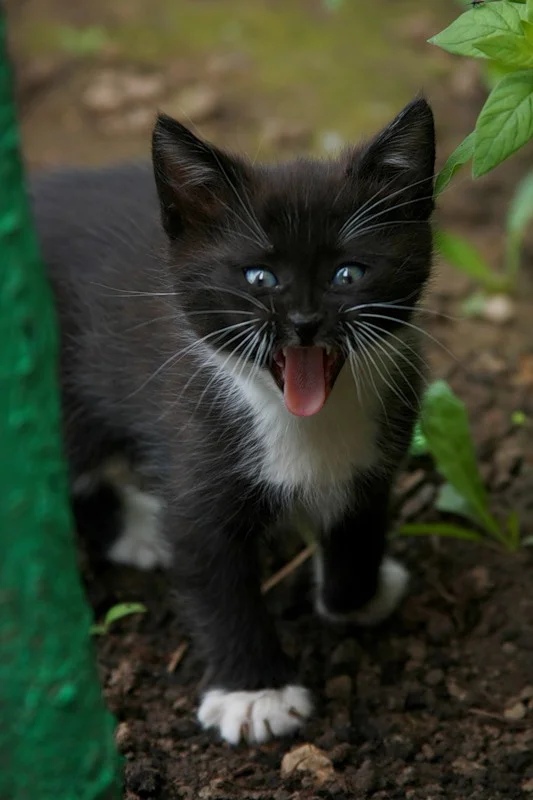 Кто, по моему огороду шастает