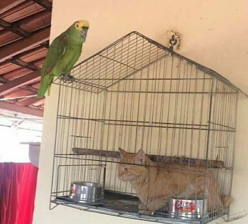 Рыжий кот и попугай