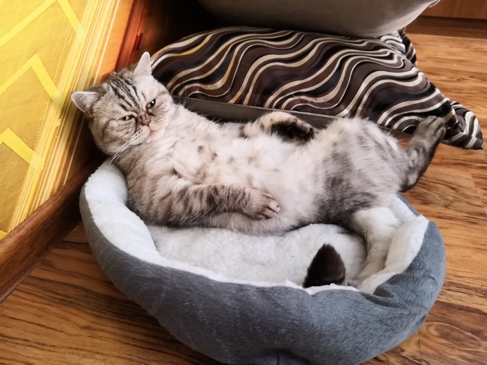 Полосатый котейка в лежанке