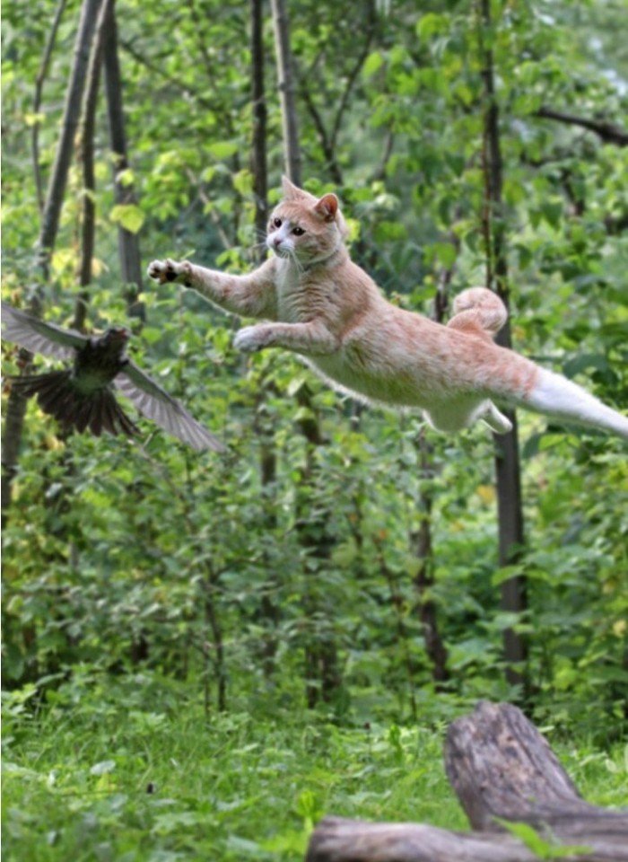 Кот ловит птичку