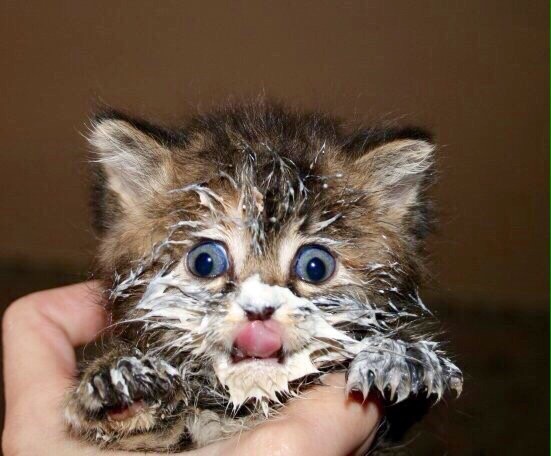 Котёнок испачкался в молочке