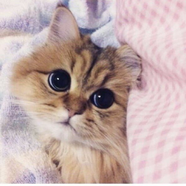 Рыженькая мордочка котеечки