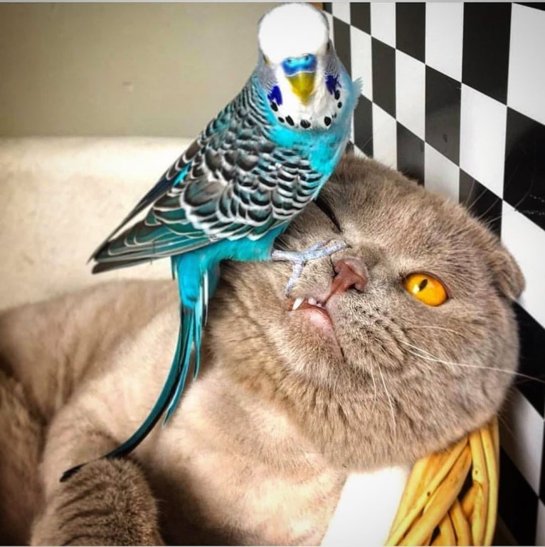 Попугайчик мучает кота