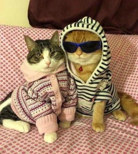 Кошечка с котом в кофточках