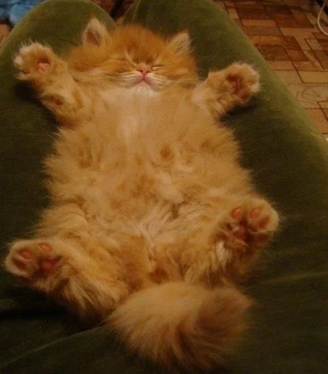 Рыжий пушистик спит