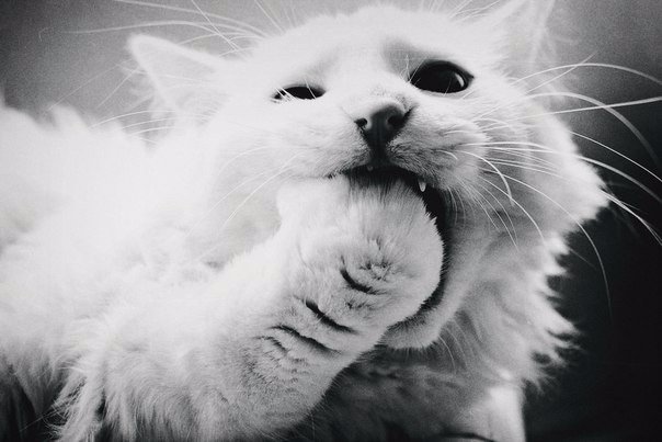 Кошечка с лапкой во рту