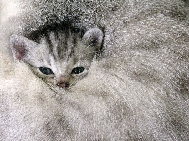 Полосатенькая мордочка котёнка