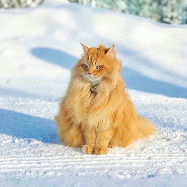 Рыжая красотка на прогулке