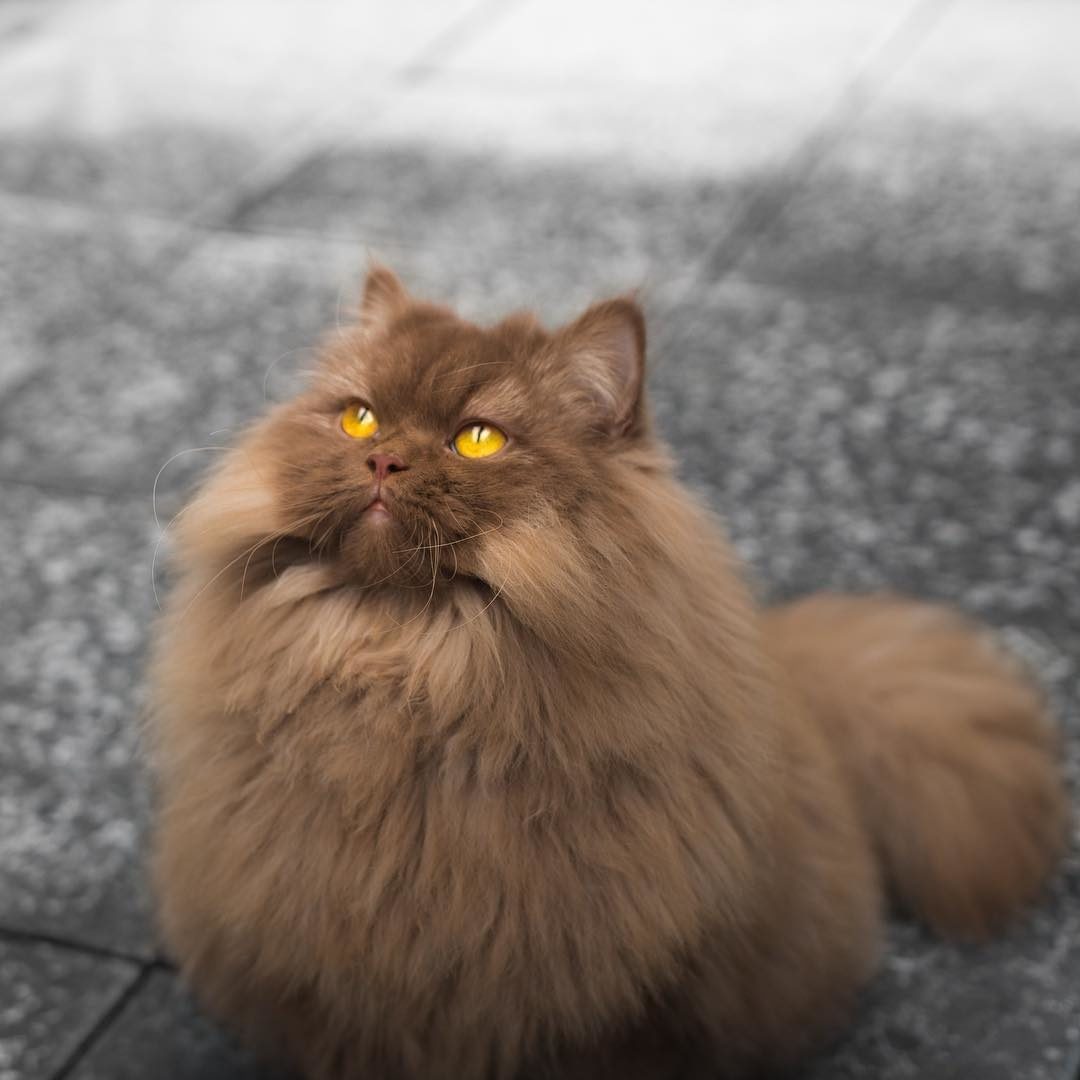 Пушистая кошечка с рыжими глазами