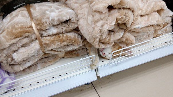 Котик спрятался под пледом