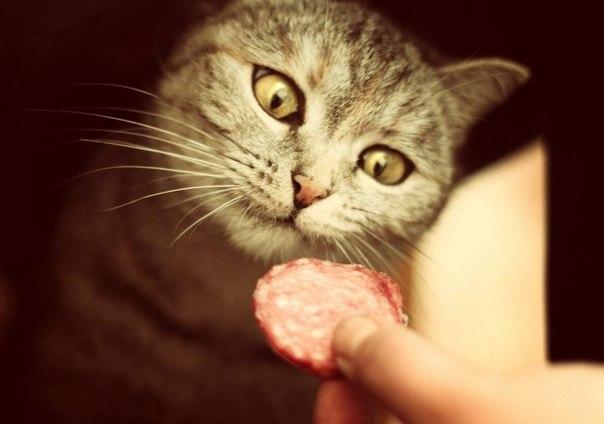 Кошечка просит колбаску