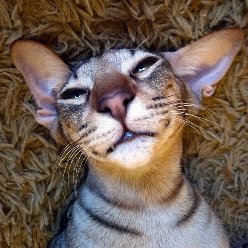 Полосатый котик балдеет