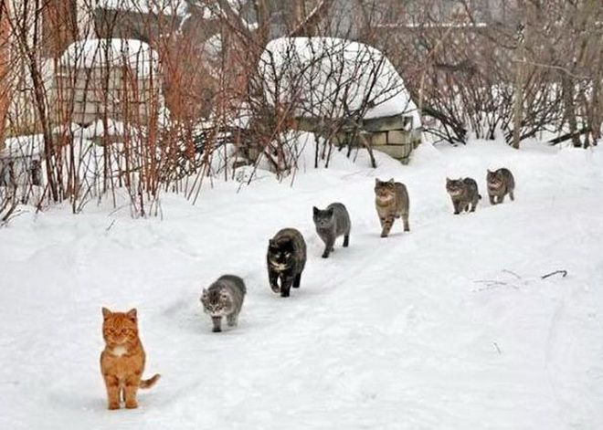 Кошки отправились в поход