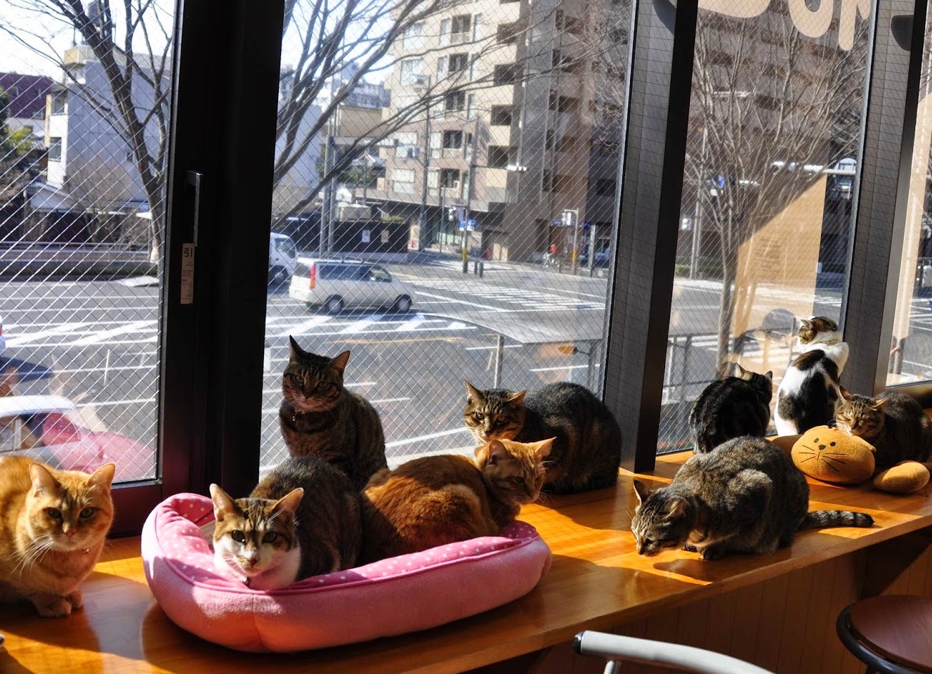 Кошки на подоконнике