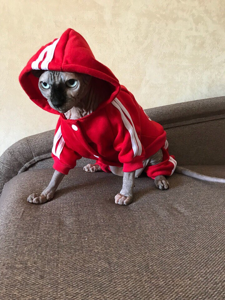 Кот спортсмен