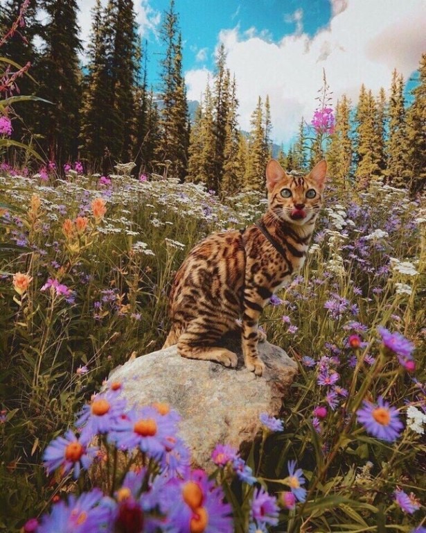 Красотка в лесу на поляне