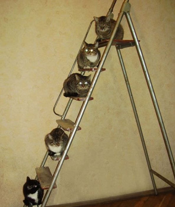 Кошки на стремянке