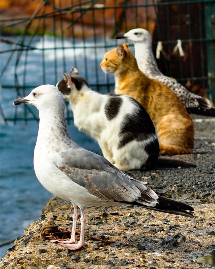 Кошки и чайки
