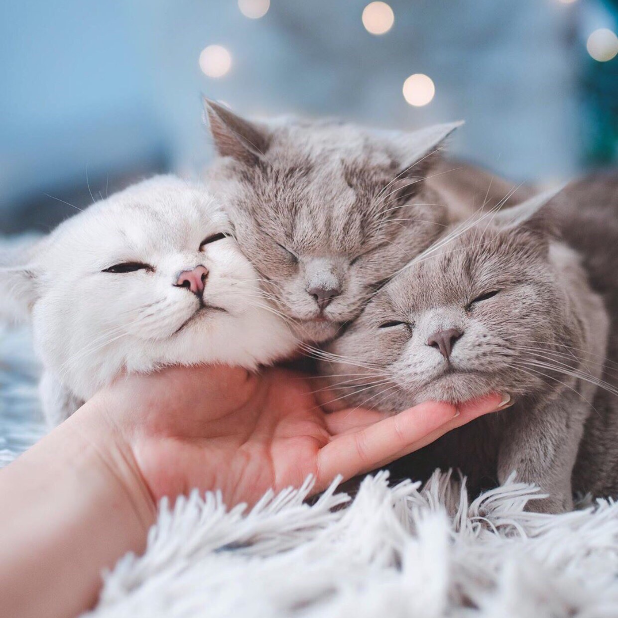 Три заласканых кошечки