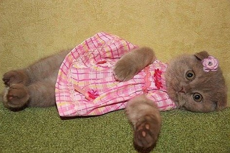 Кошечка в платьице