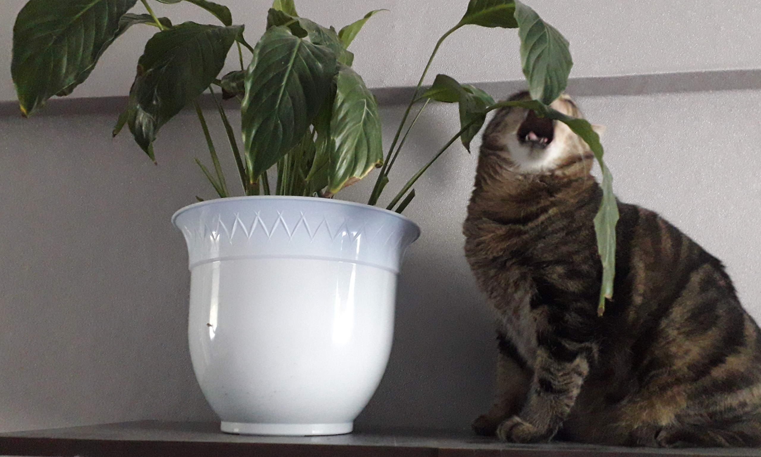 Полосатый кот кусает лист