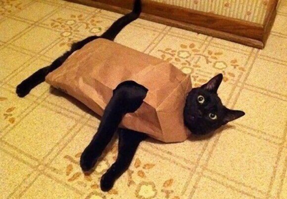 Чёрный котейка робот