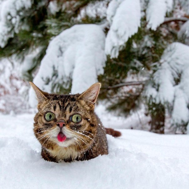 Полосатик застрял в снегу