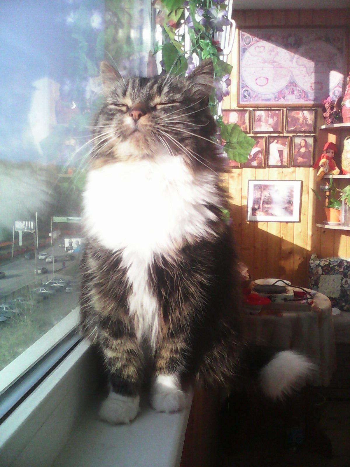 Пушистик на подоконнике