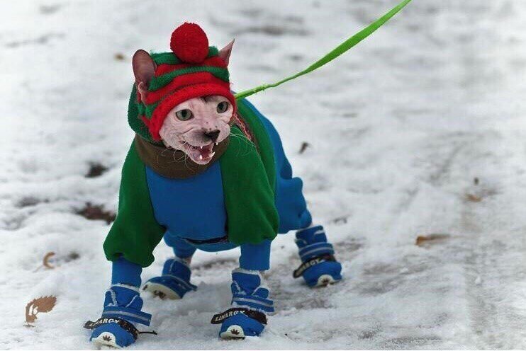 Котик в зимней одежде