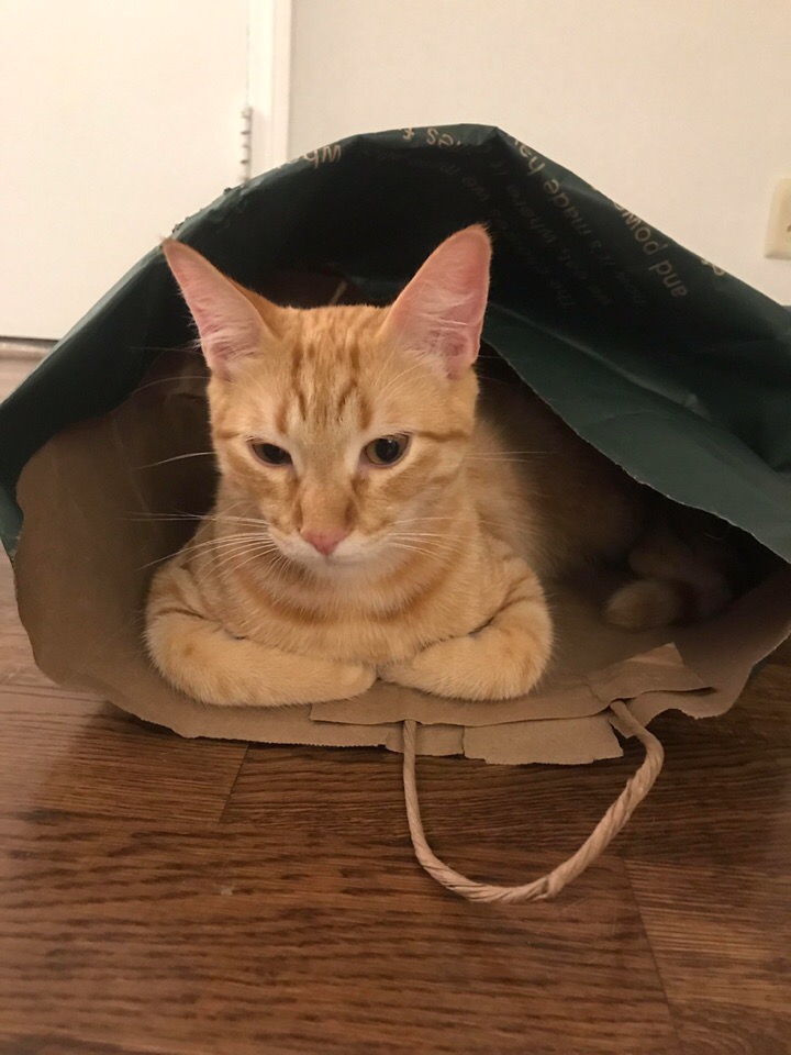 Рыжий котейка в пакете