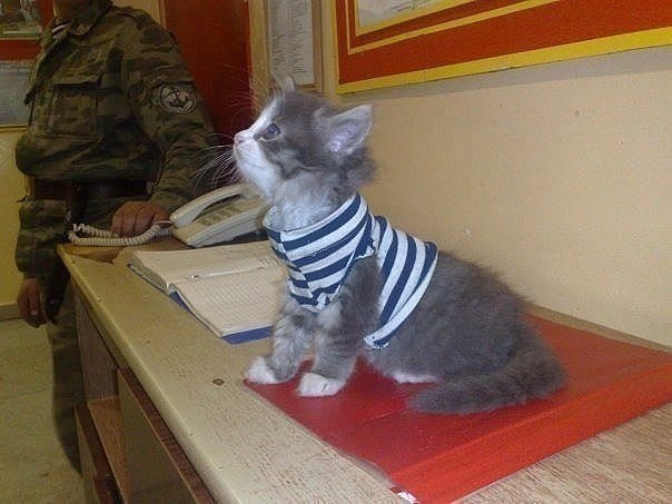 Котёнок в тельняшке