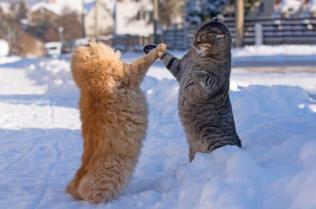 Два кота выясняют отношения
