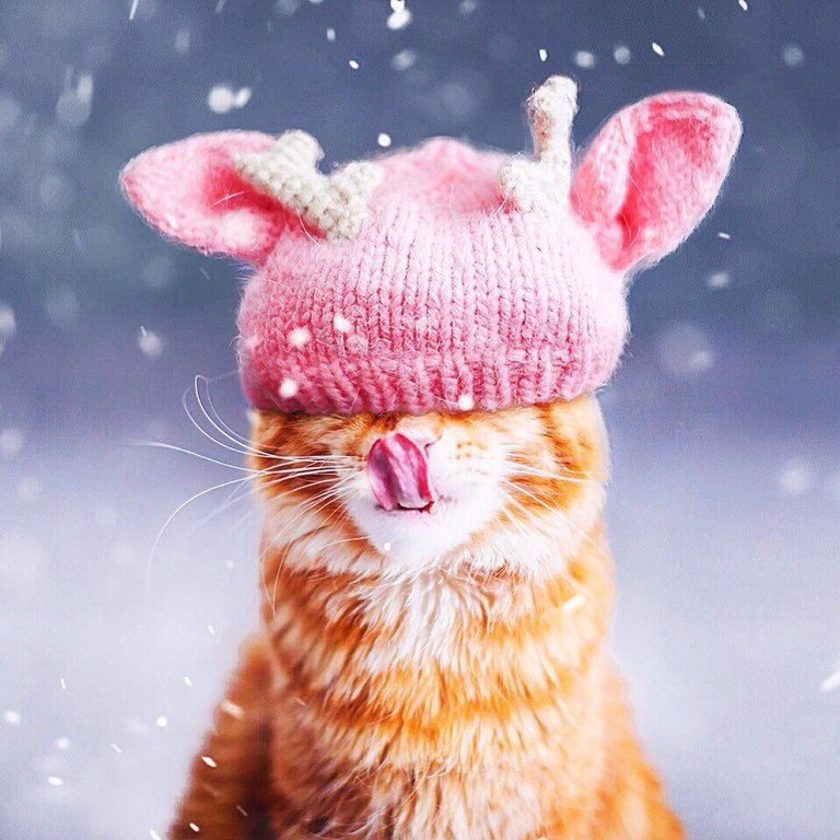 Котик в шапке